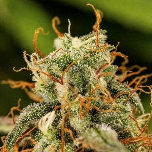 Milky Way F1 Auto (Autoflower)